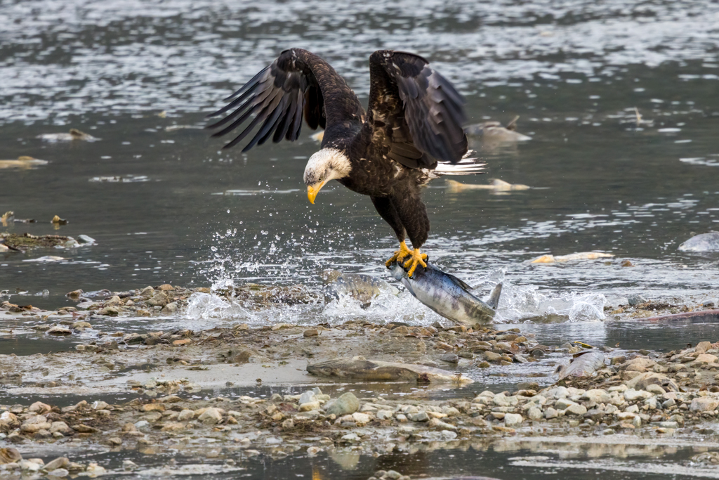 An adult bald eagle with a salmon grabbed in his talons, taking off above shallow water. The bird's wings are tight in a M shape above him.