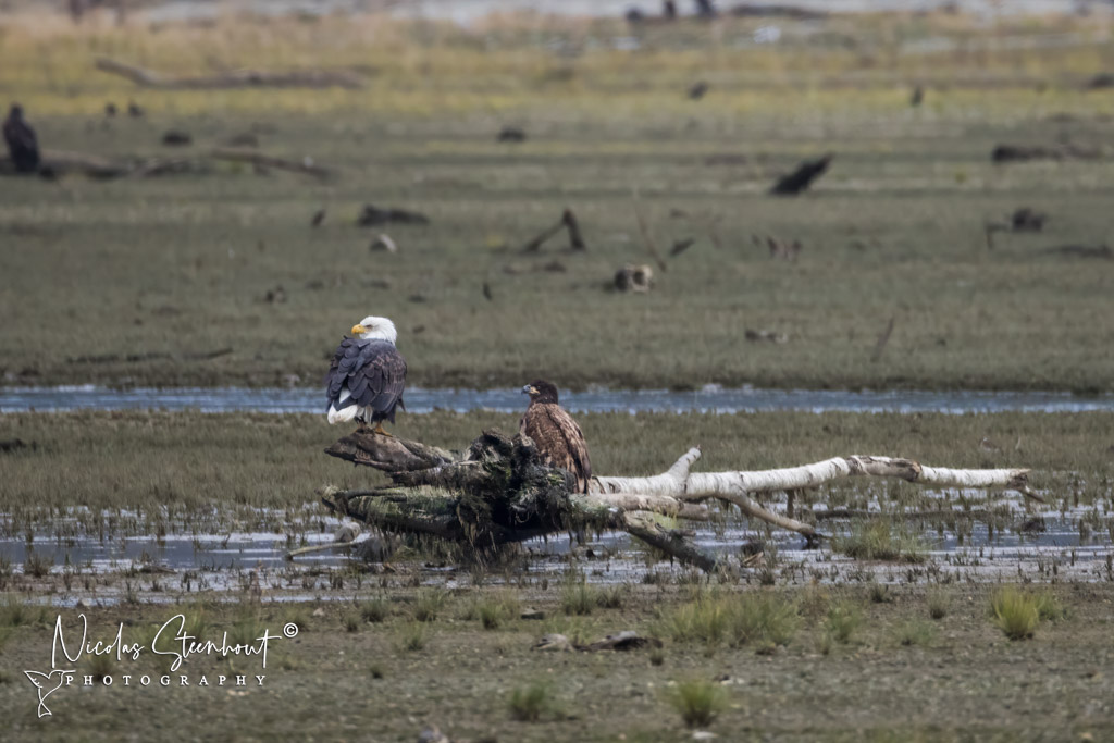 An adult and juvenile bald eagle standing on an old dead tree laying on its side. The tree is in shallow water surrounded by a sandbar with low grasses.