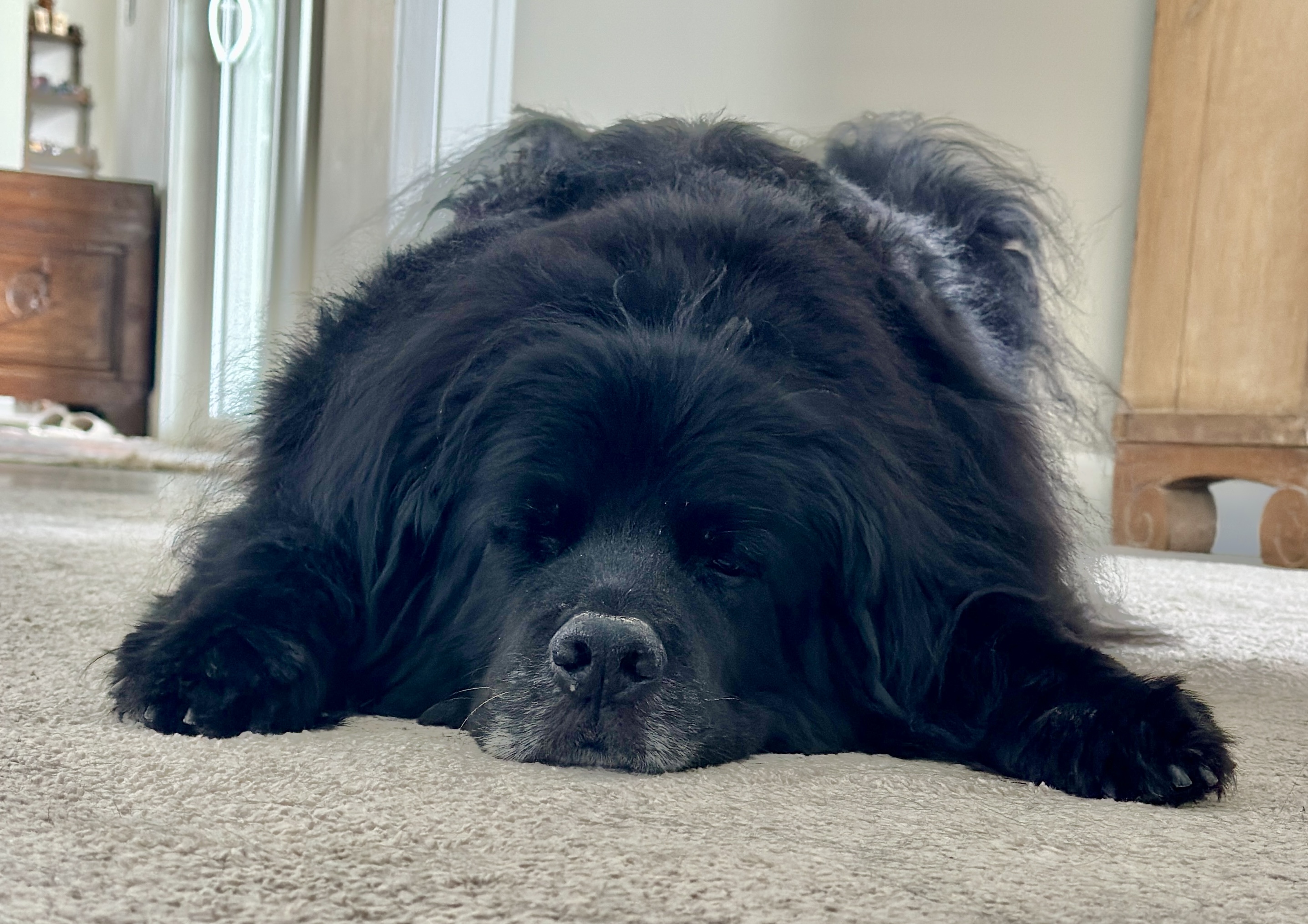 A large, fluffy black dog lies sprawled on a cream carpet, resting its chin between its outstretched paws. Eyes closed and sound asleep.