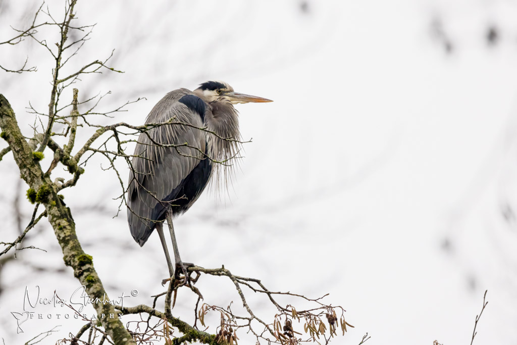 A great blue heron on a small branch. He's viewed from the side, but he's higher up than the photographer. The background is grey and featureless sky.