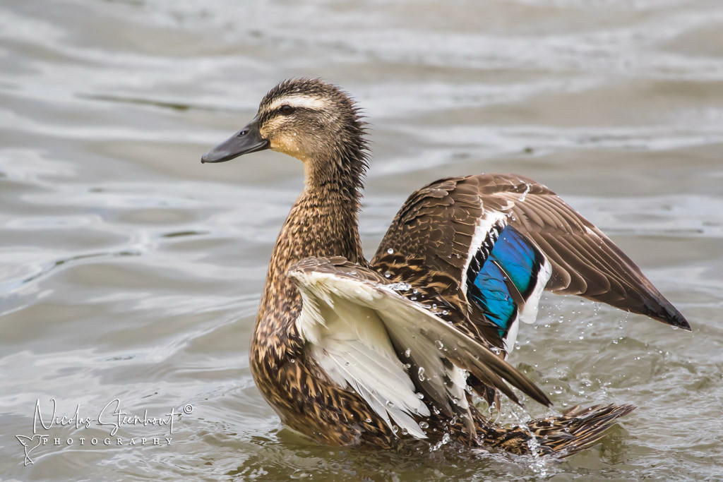 Female Mallard duck 3/4 out of the water, wings starting to spread out. She is mostly speckled brown except for her underwings which are white. And a rich deep turquoise rectangular patch on the upper wing.