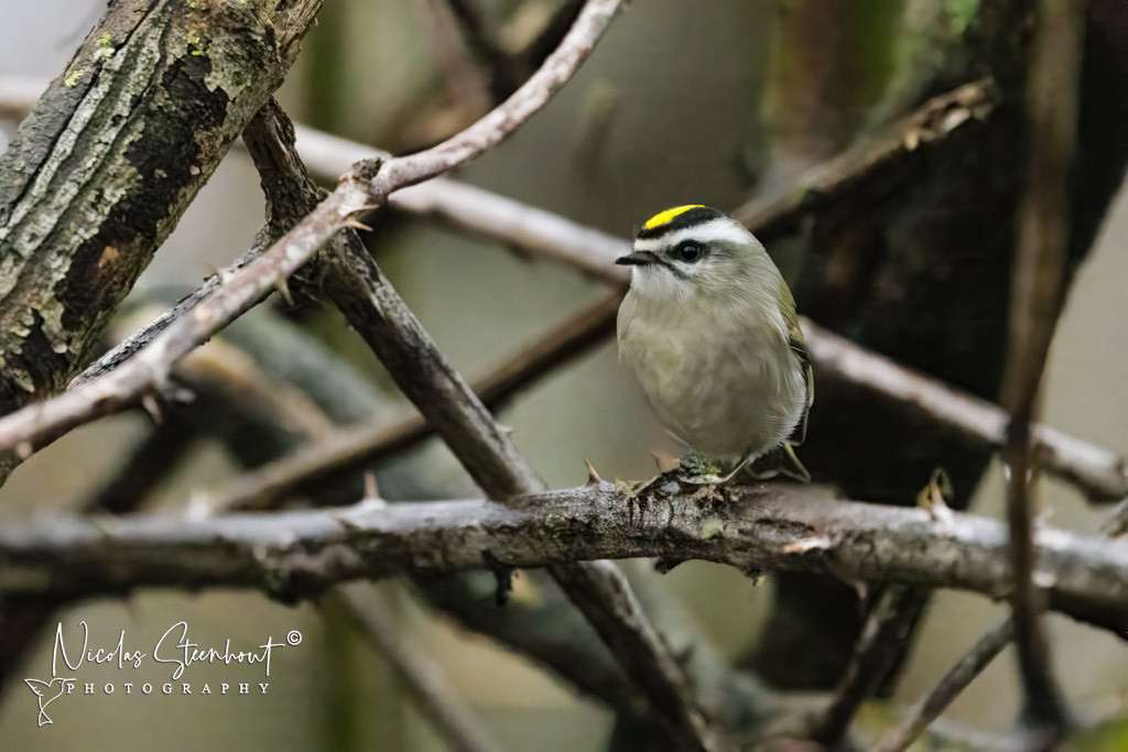 A Golden-crowned kinglet, a small bird on a dead and dry blackberry bush branch. The top of his head has a yellow stripe.