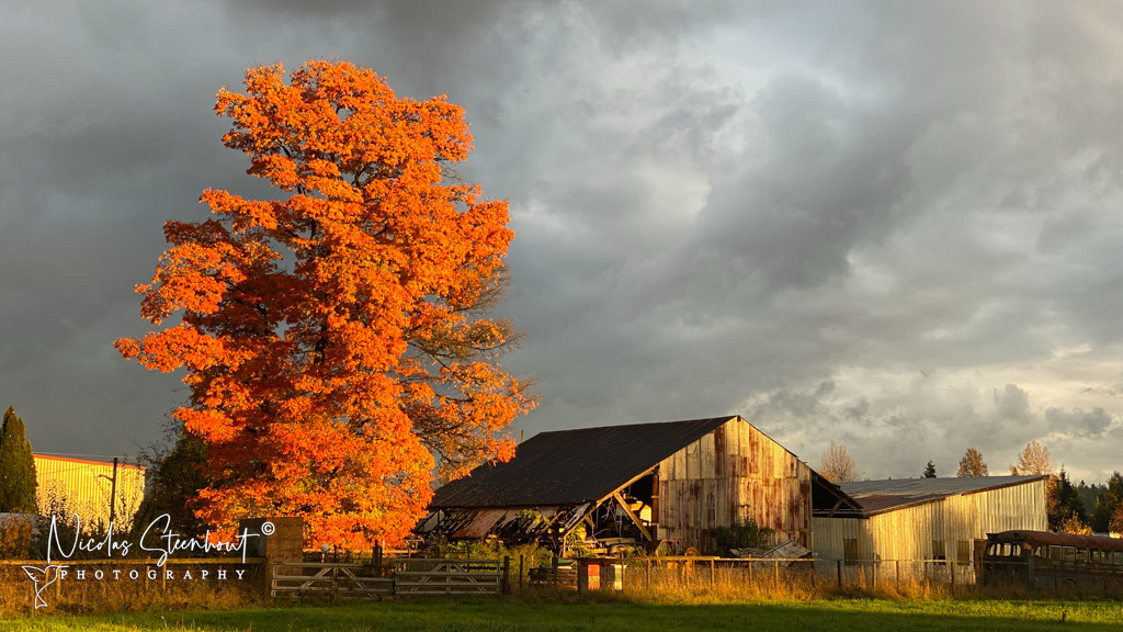 A large tree with orange leaves is illuminated by the warm light of the sun getting lower. The same light is shining on old farm buildings. In the background, dark grey and angry storm clouds.