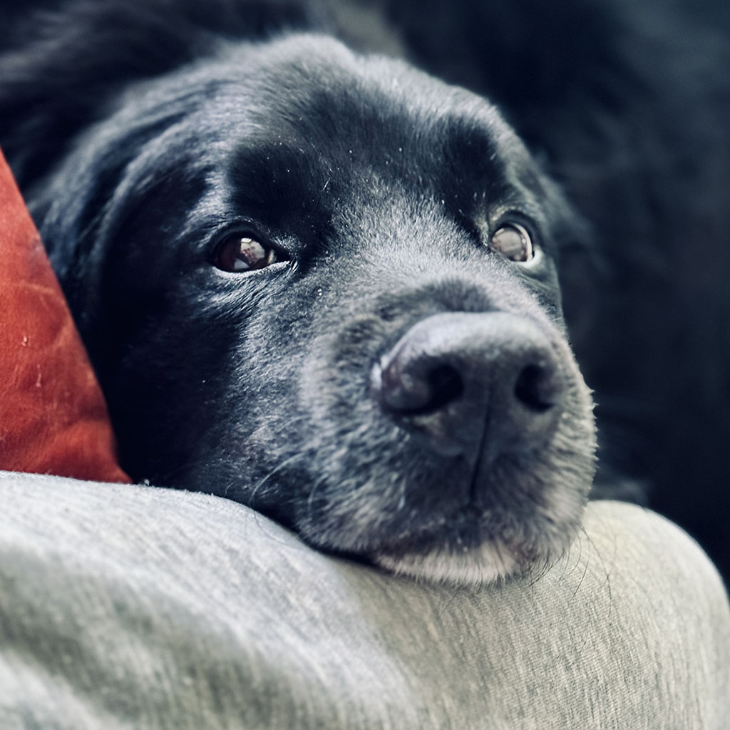 Close up head shot of a black dog. His head is laying down on a knee. He's looking up at the camera.